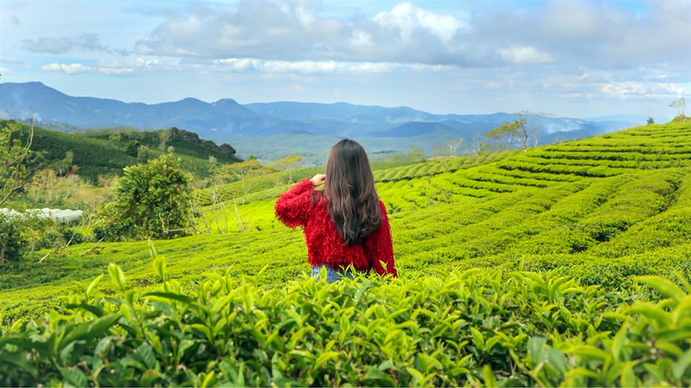 Địa điểm dành cho các cặp đôi tại Đà Lạt - Đồi chè Cầu Đất