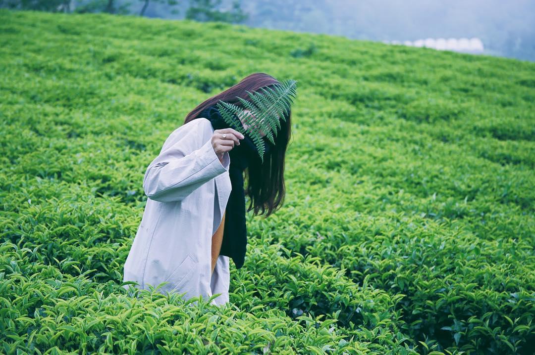 Địa điểm dành cho các cặp đôi tại Đà Lạt - Đồi chè Cầu Đất 1