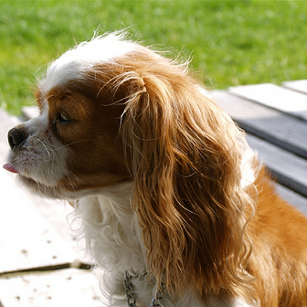 Cavalier King