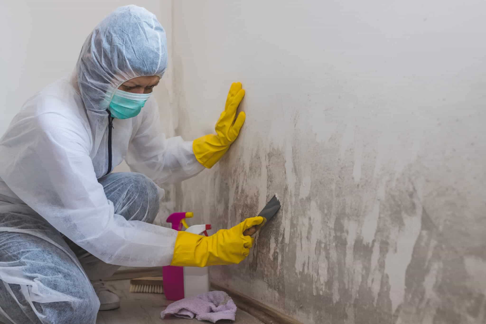 Mold Removal: A Complete Guide to a Healthier Home