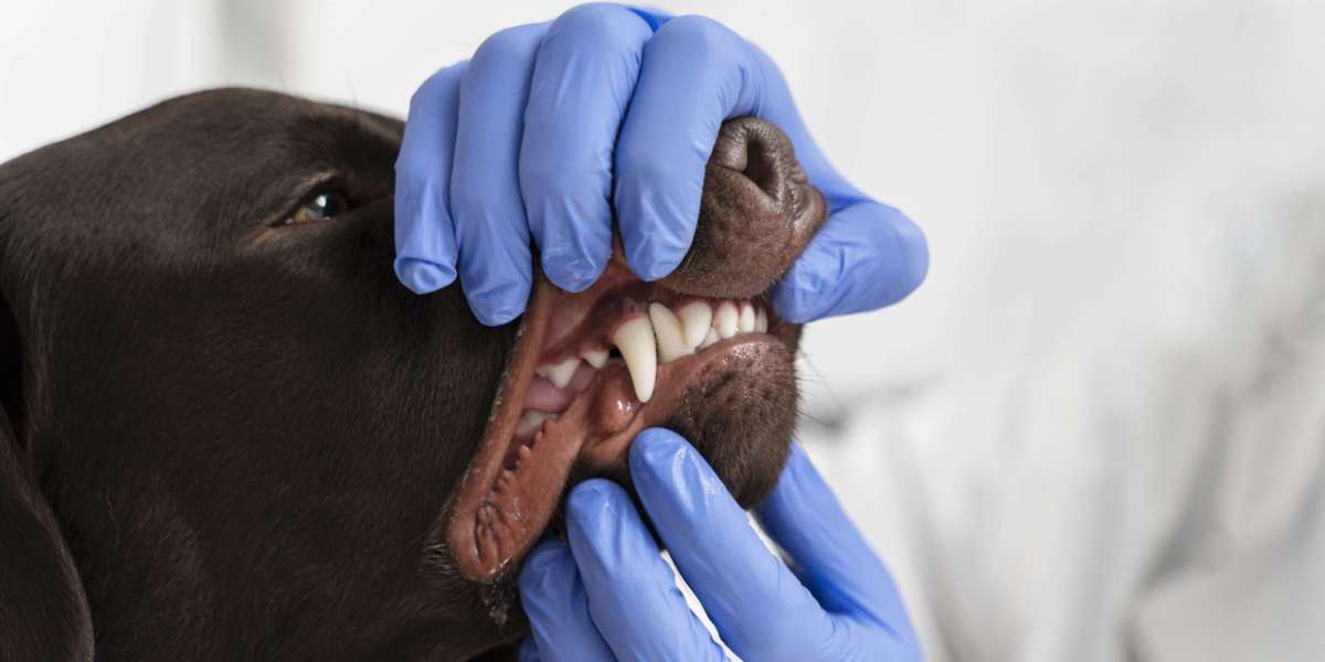 The Importance of Dental Health for Dogs and Cats