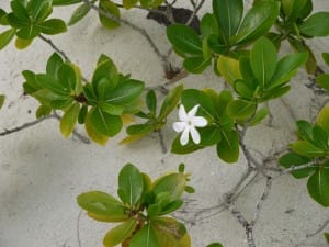 有名なティアレの花。