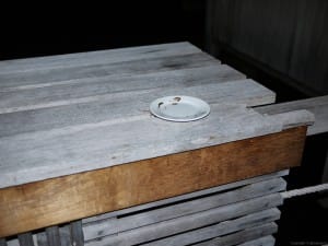 皿の下にヤモリがいる。