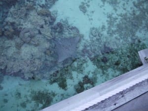 エイが泳いでた。