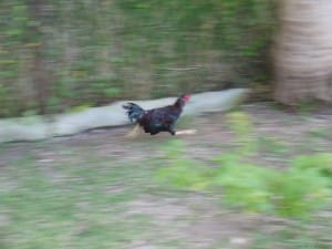 見よ、このダッシュ力！