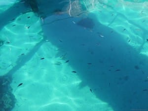 水上コテージの橋の上からでも透明で魚がよく見える。