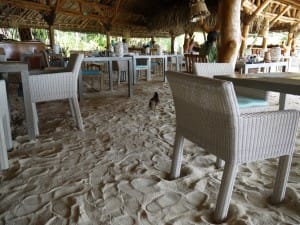 こいつはお構いなしにうろうろ。