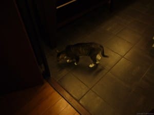 なぜかベランダにねこがいて、ガラス戸を開けたら入ってきた。