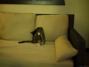 なかなかくつろいでいる様子。