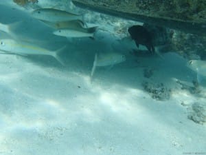 魚のたまり場。