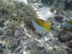 この魚は珍しくなく、たくさんいた。