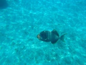 近付いても逃げないし、目が合ったままやってくる独特の怖さがある。