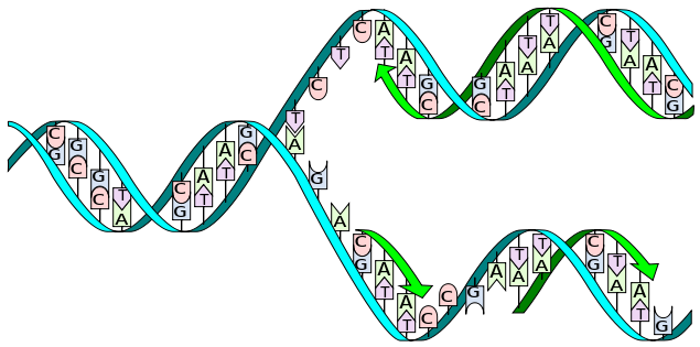sketch DNA being split replicated