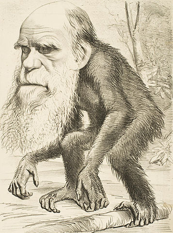 caricatura Darwin chimpanze