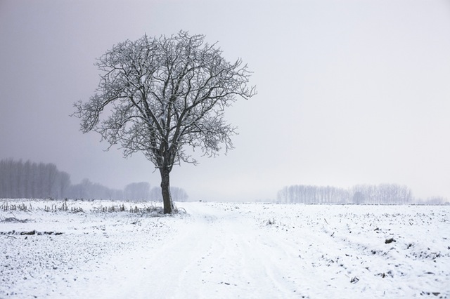 Deciduous trees shed leaves save energy winter