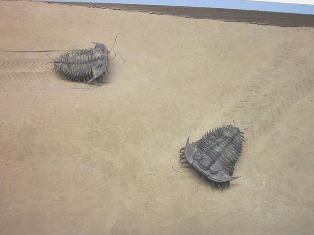 Estatuas trilobites Museo Mundial Liverpool Inglaterra