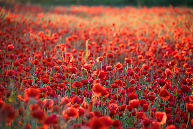 flores campo abierto rojas muchas