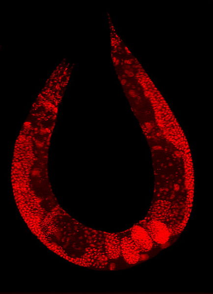 little worm dyed pigment cell nuclei glow red