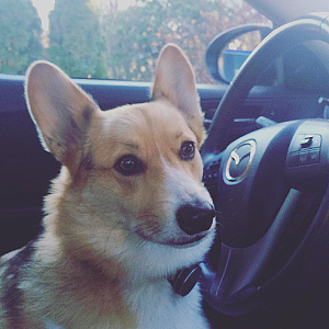 Mike Harttree's dog