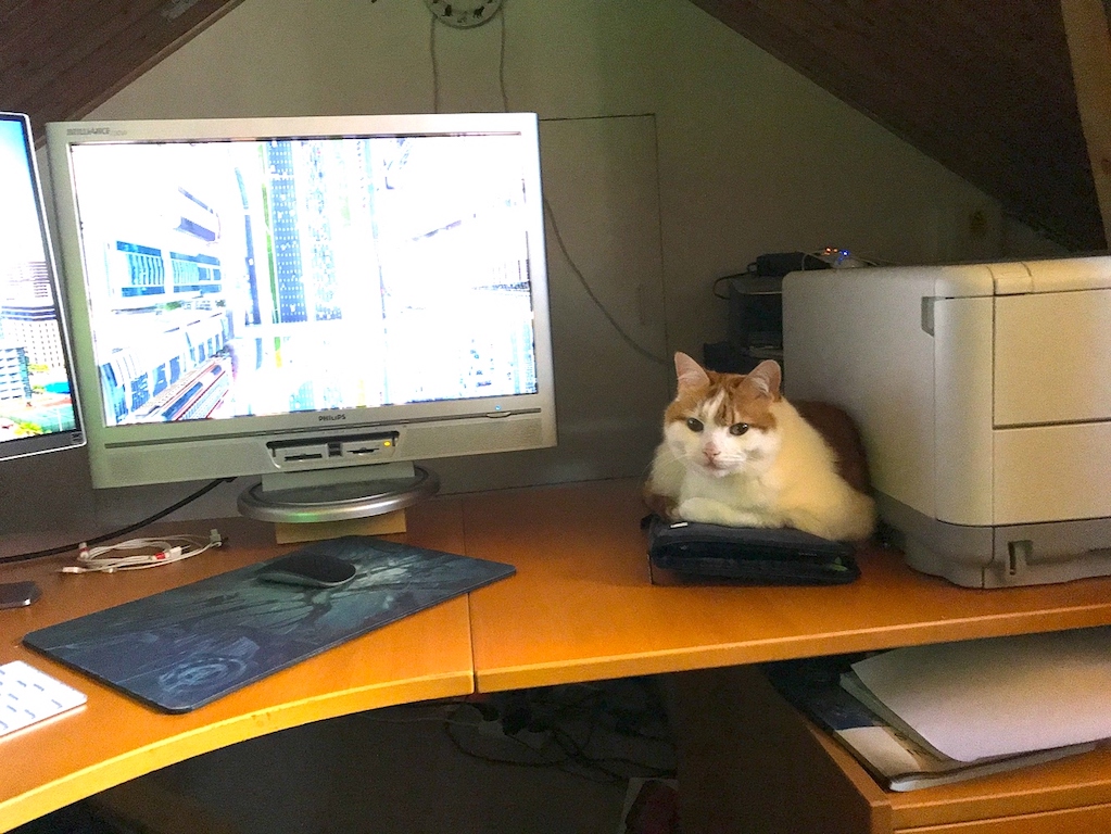 Cat at deck picture
