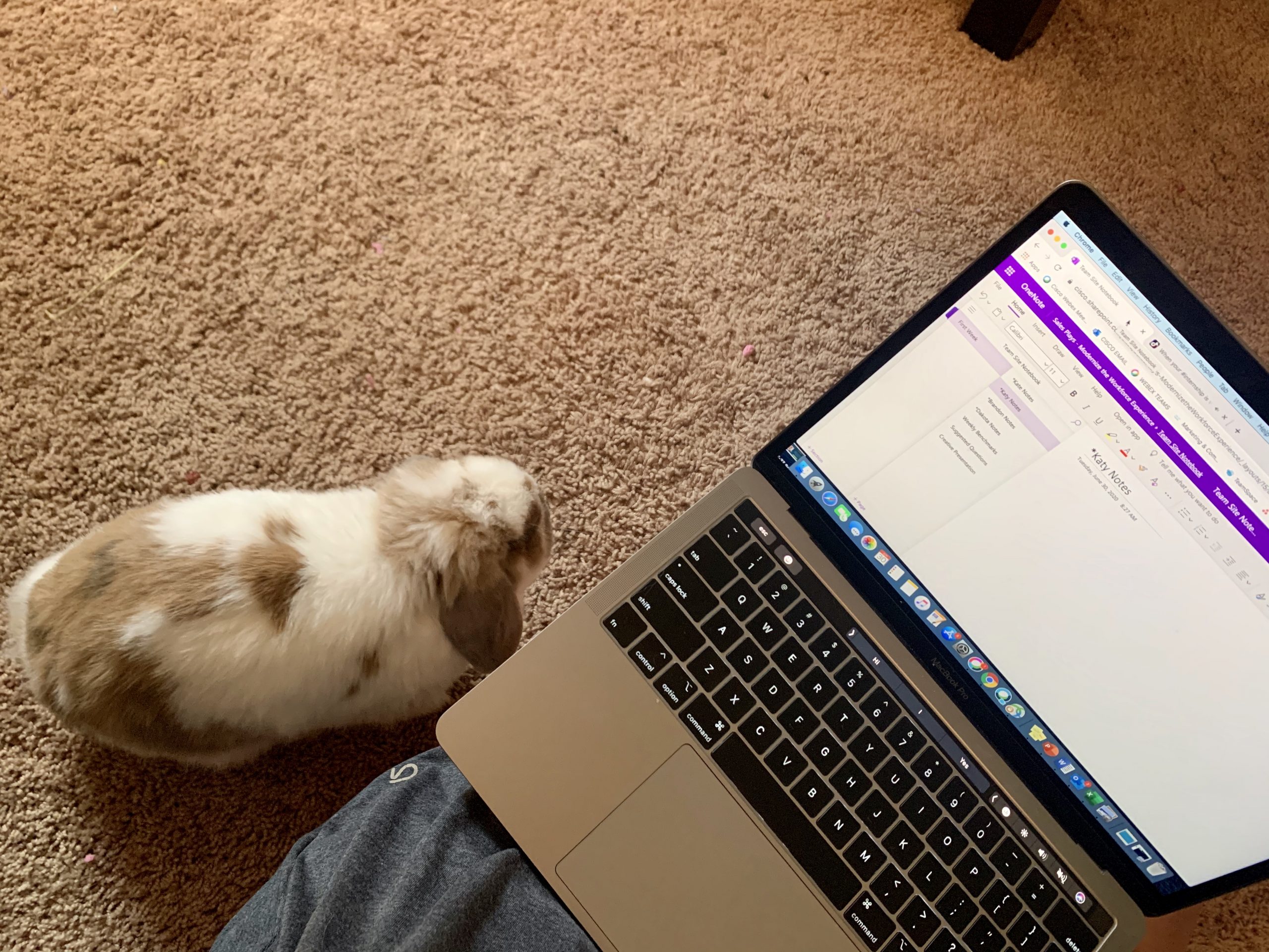 Katy's bunny works on the floor with her.