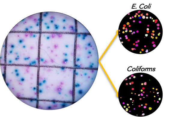 A lab image of bacteria