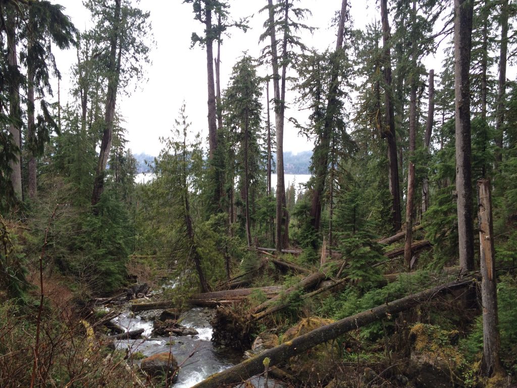 Gatton Creek, Olympic Peninsula in Washington, United States.