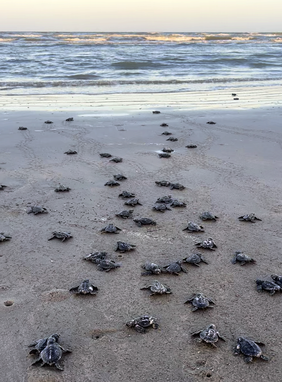 Dozens of baby sea turtles on the sand making their way to the ocean. 