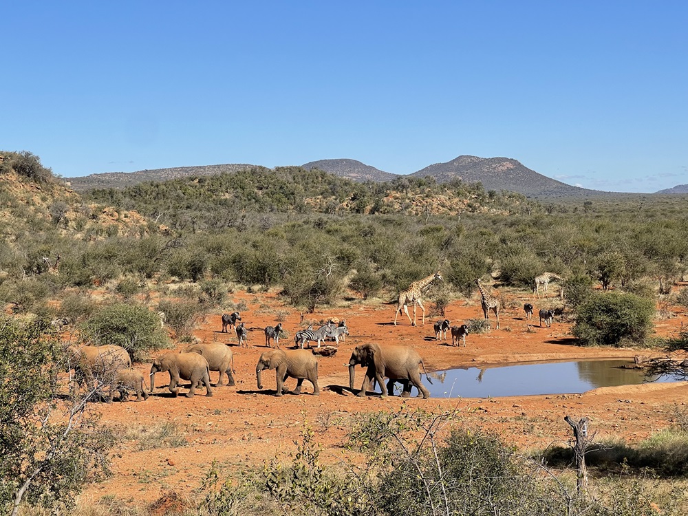 Harnessing Technology for Conservation: An Interview with the Executive Director of Connected Conservation Foundation