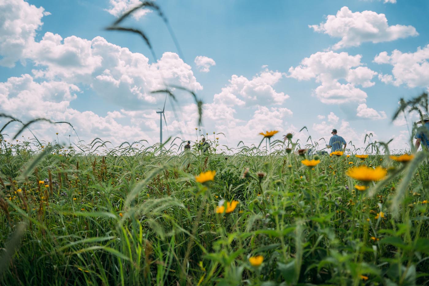 Financing regenerative agriculture: a pathway to healthier soil, cleaner water, and climate resilience