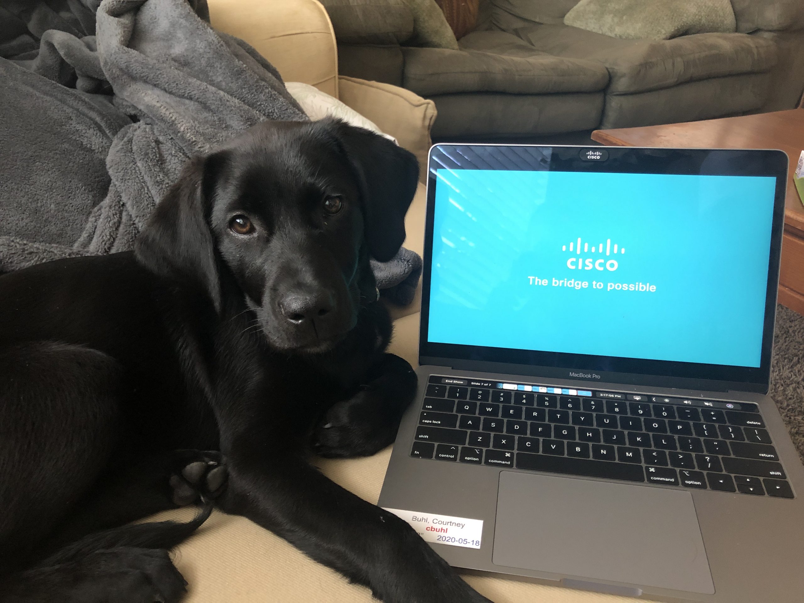 Courtney's pup sits by her computer.