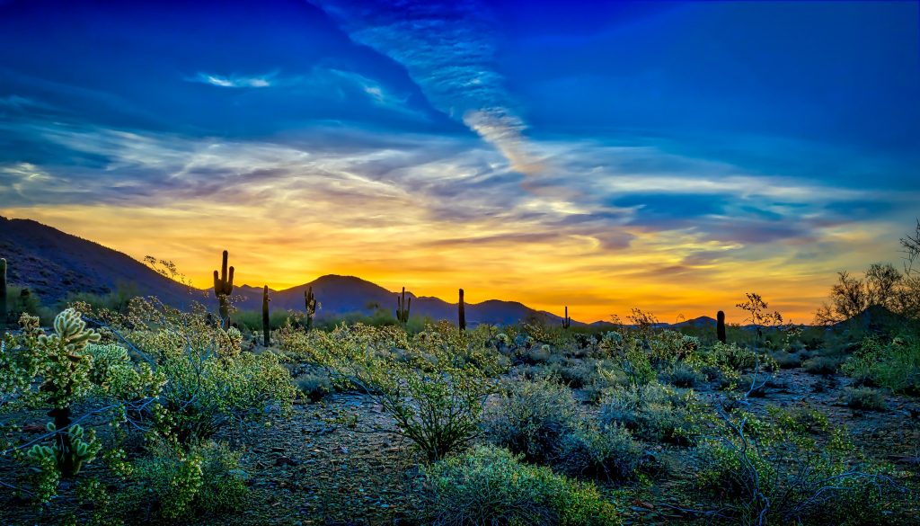 A alvorada salpicada em tons de azul e dourado - A flora desértica em total resplandecer, o retrato de um colorido amanhecer em Scottsdale, Arizona, salpicado em tons de azul e dourado.