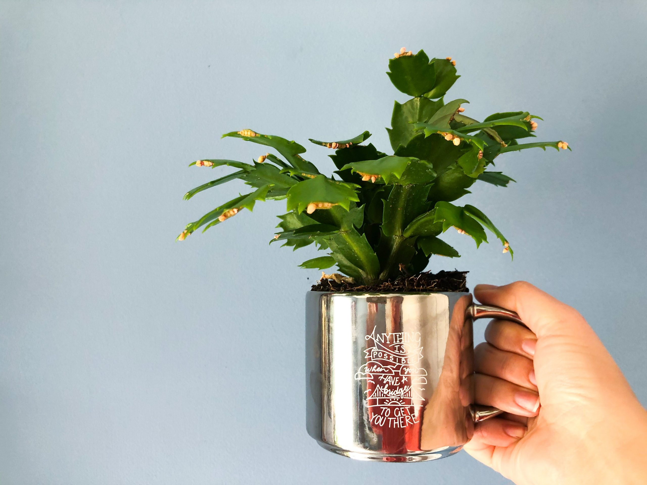Plant growing out of Cisco mug
