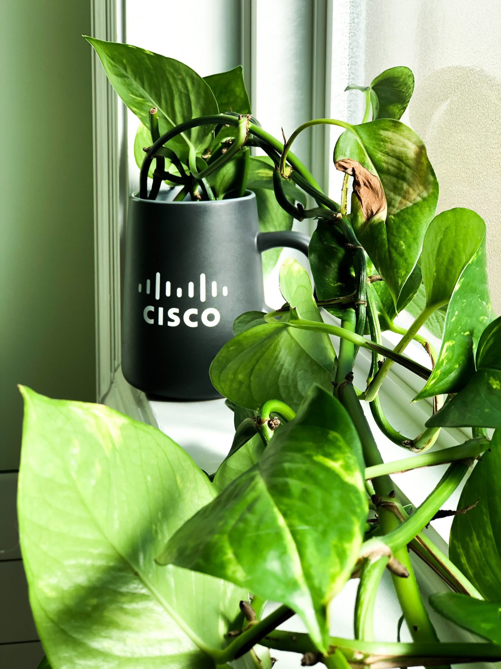 Grow with Cisco