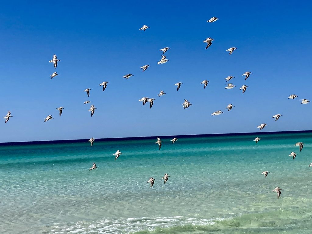 birds flying over Destin, Florida 
