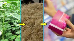 A photo collage showing green plants, brown fibers, and a package of feminine hygiene product
