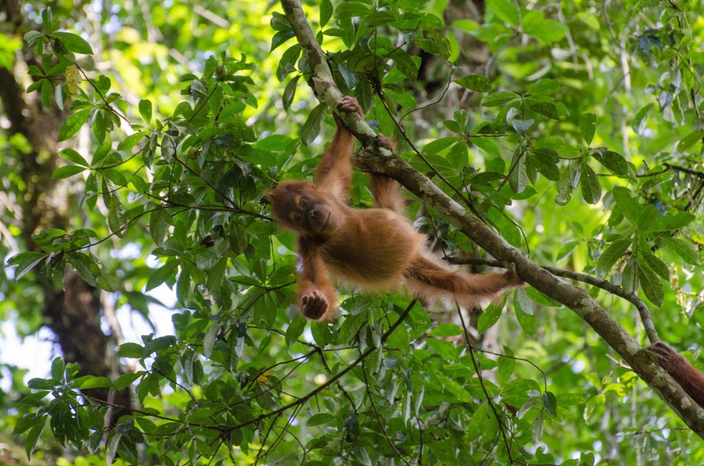 An orangutan in a green forest