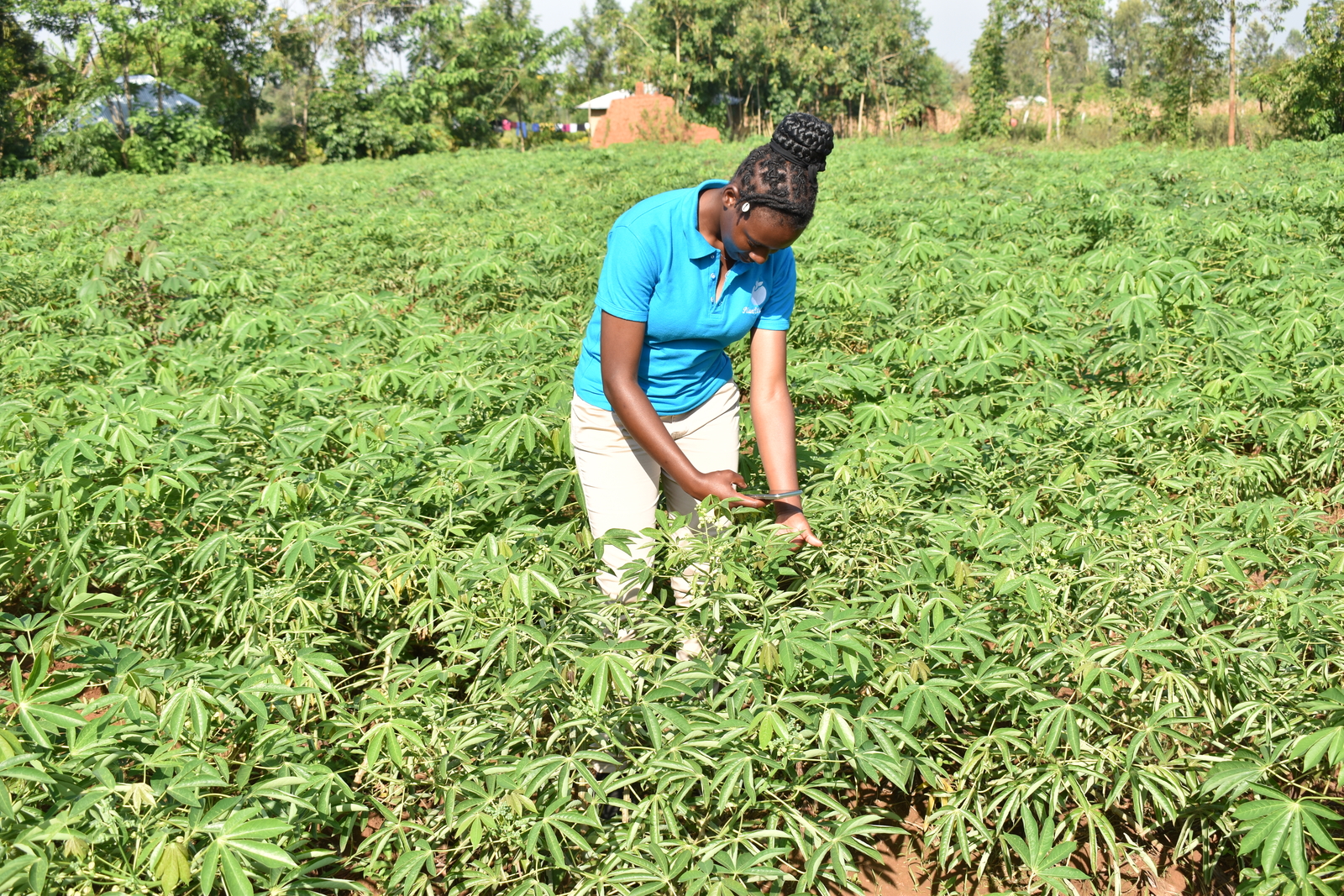 How PlantVillage is bridging the gap to give farmers a fighting chance