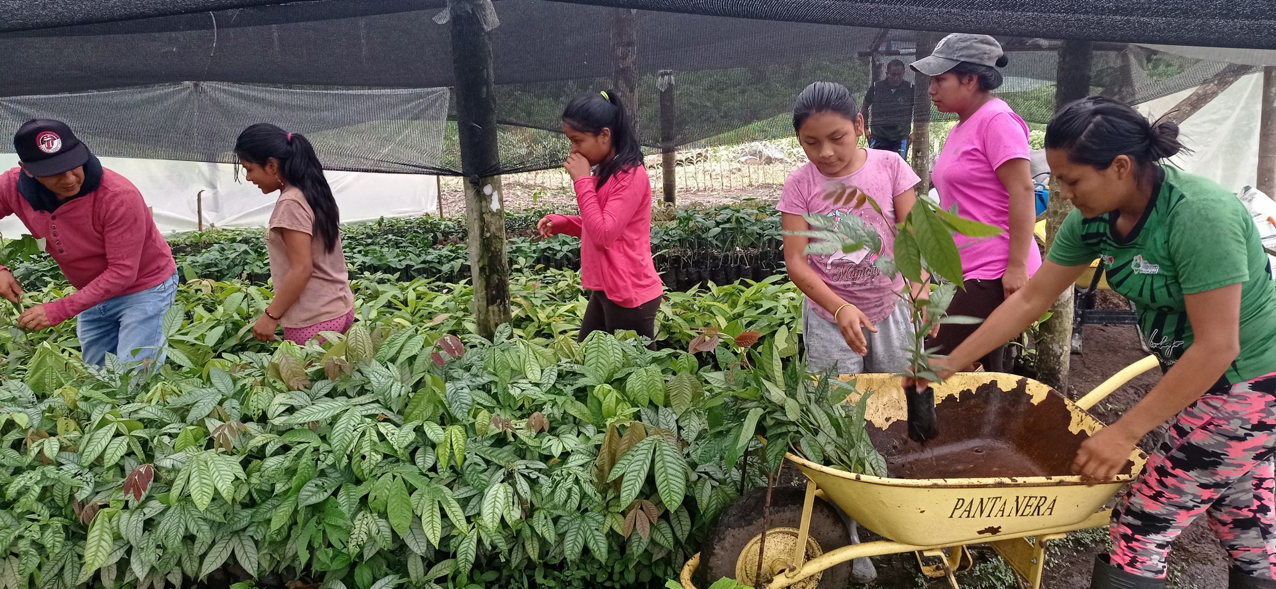 A group of people tending to trees