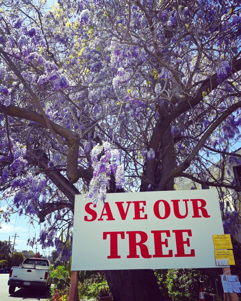 A large tree with purple flowers with a white sign in red lettering that says "Save Our Tree".