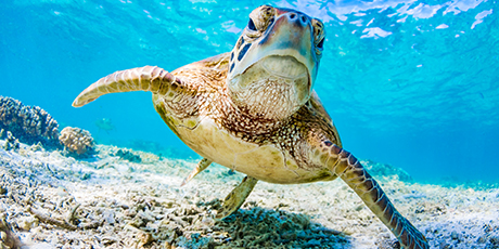 Making Every Drop Count for the Great Barrier Reef