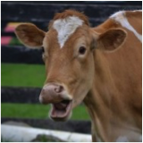 Surprised Cow