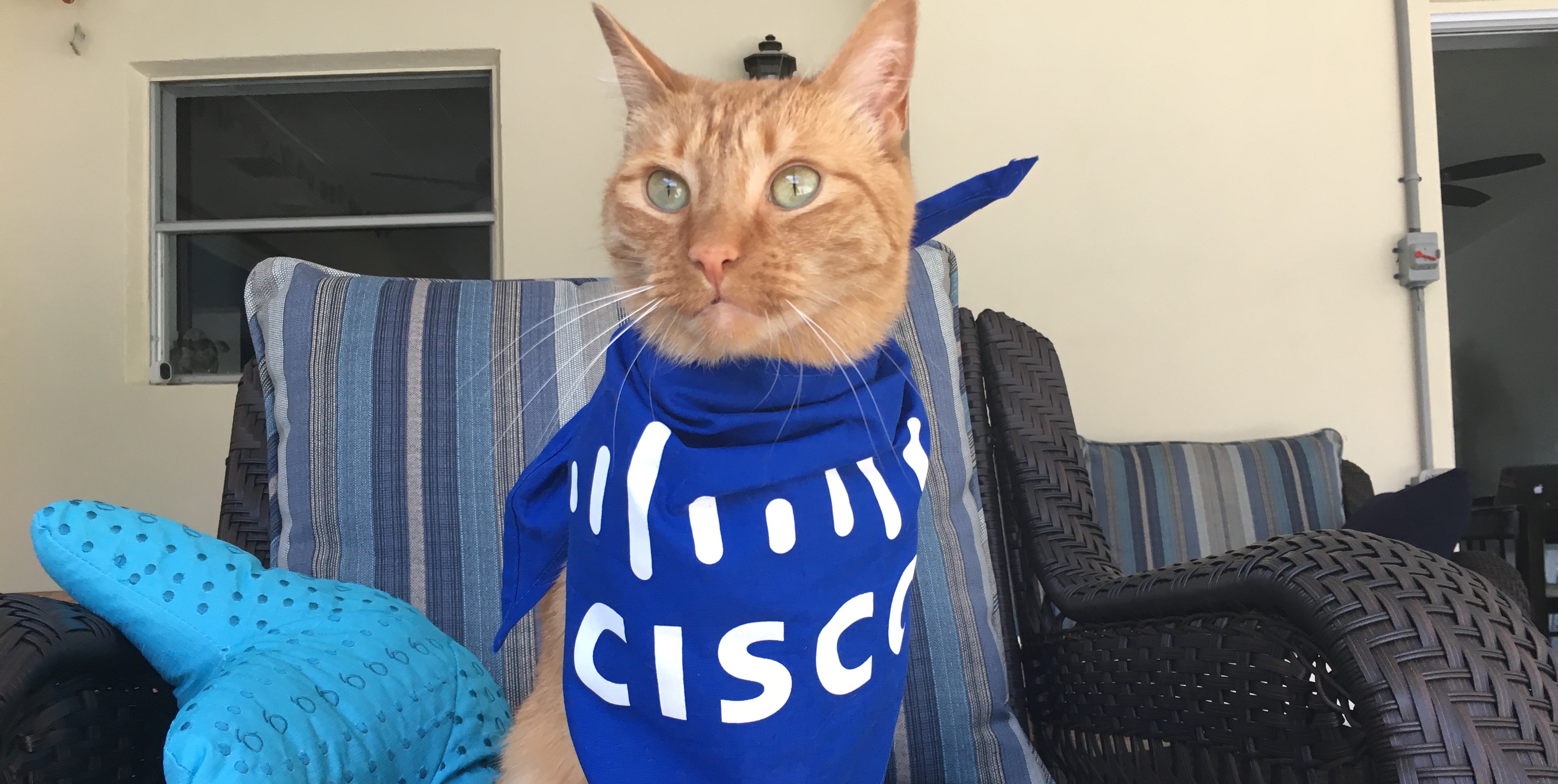 Being a Cisco Pet Is a “Ruff” Life, But It’s Also “Purrfect”