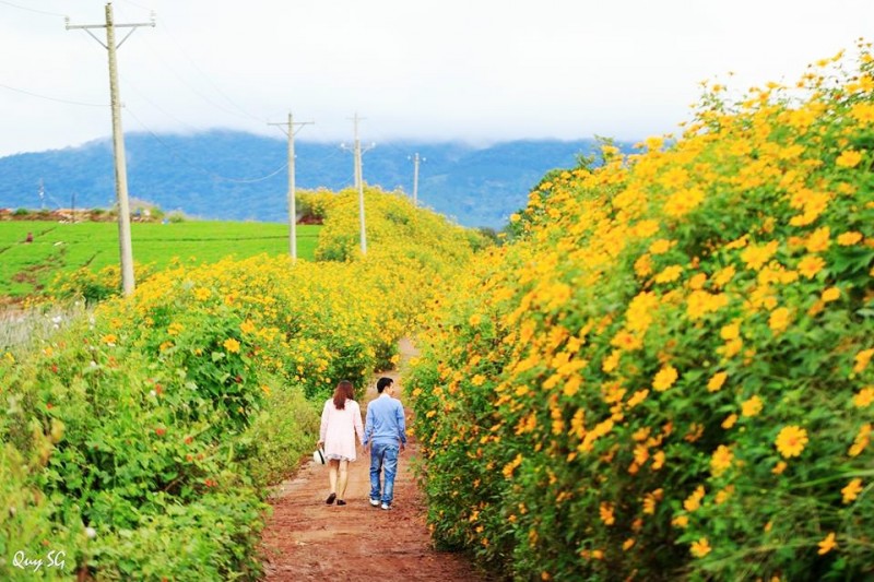 Du lịch Đà Lạt - Mùa hoa dã quỳ 