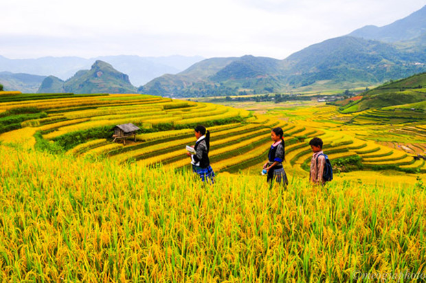 Mù Cang Chải mùa lúa chín