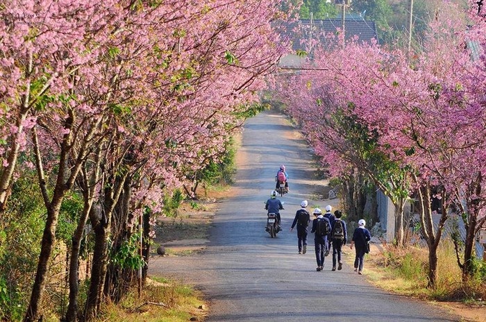 Du lịch Đà Lạt: Đà Lạt mùa xuân