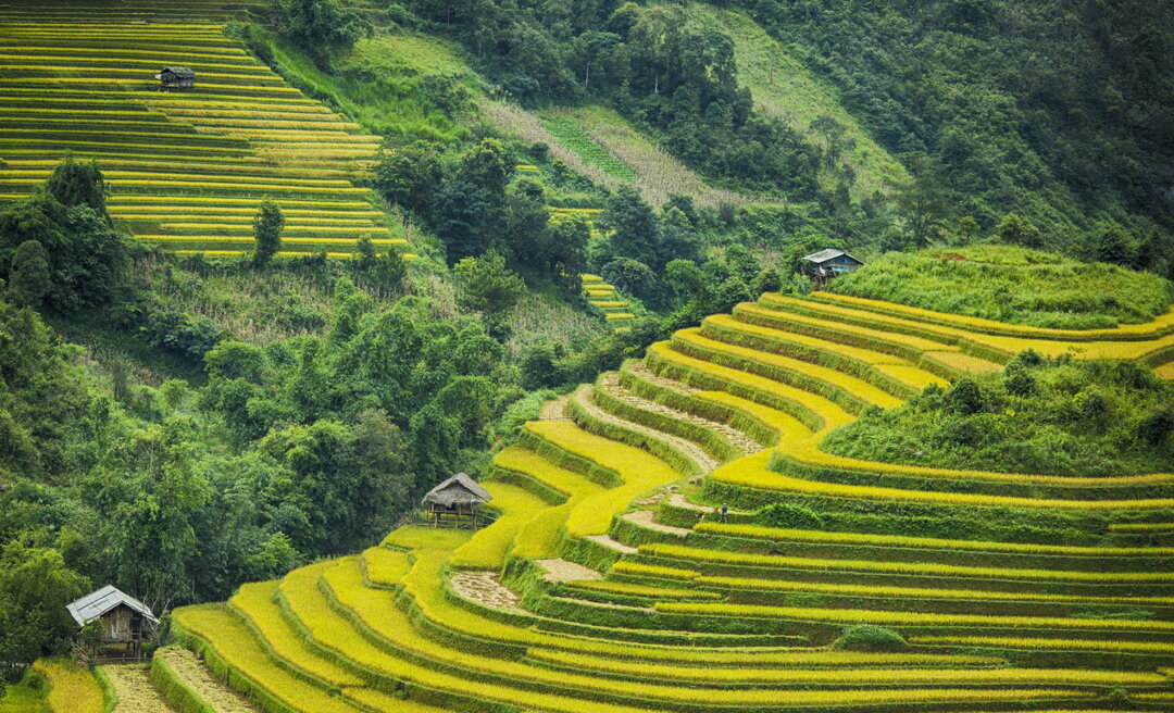 Ruộng bậc thang Hồng Thái