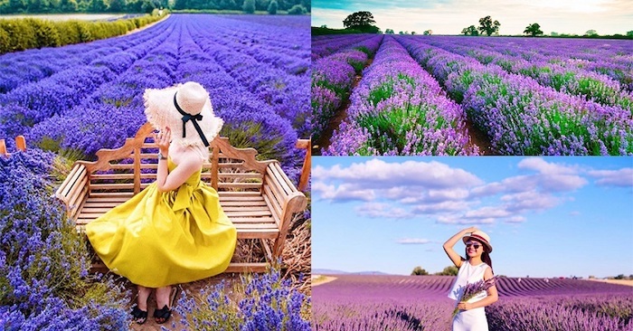Du lịch Đà Lạt nên đi mùa nào là đẹp và lãng mạn nhất - Mùa Thu - Vườn hoa Lavender ở Đà Lạt