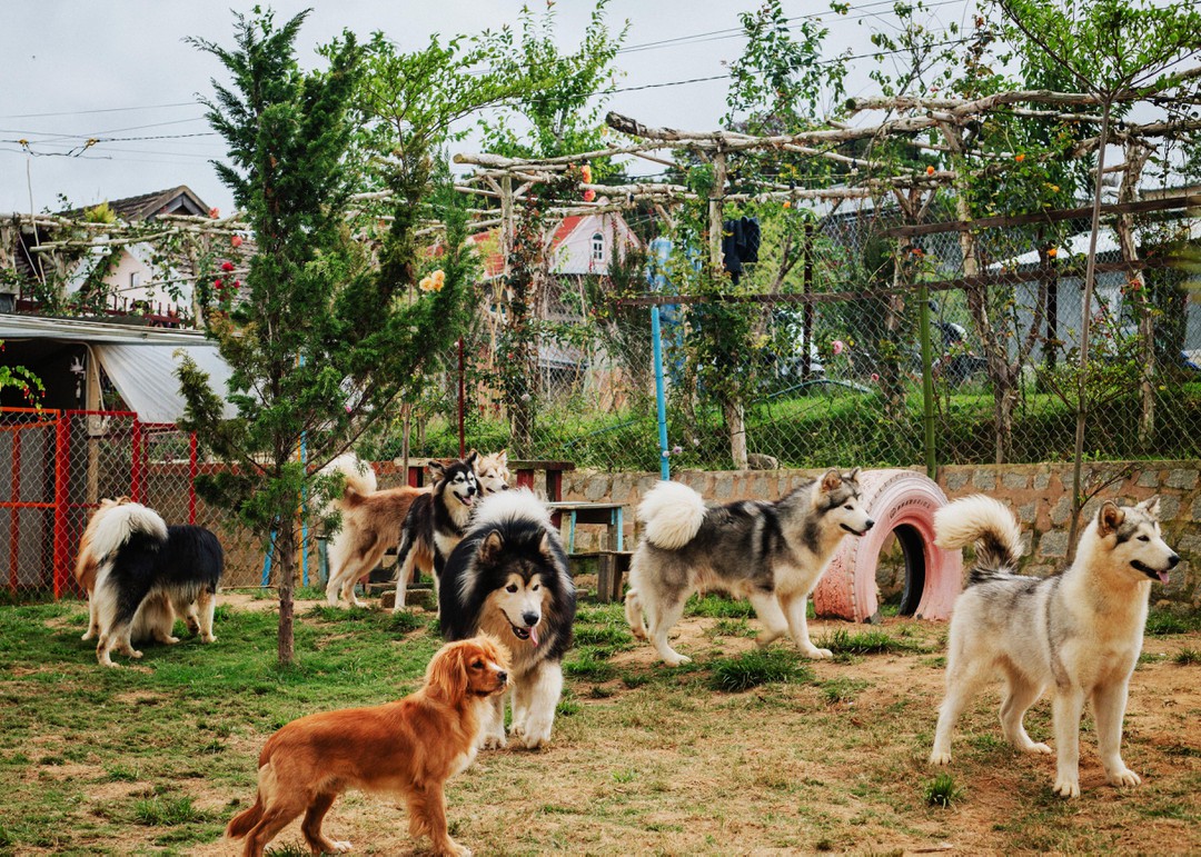 Nông trại chó Đà Lạt