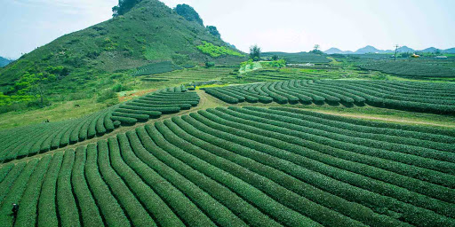 Đồi chè Suối Giàng